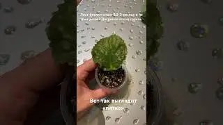 This is what the “heel” of a violet leaf looks like!