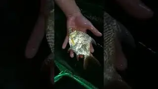 My lovely shortbody albino tinfoil barb🐟 #rare#tinfoilbarb#barb#love#youtube#subscribe#fish#youtube