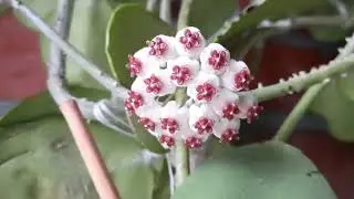 Hoya Kerri blooms