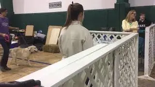 Barn Hunt Daphne Novice Q leg 12-2-17