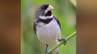 toque de notificação Coleirinha Tui Tui Zero passarinho