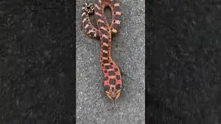 Mesmerizing Red Hognose Snake!