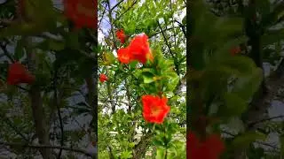 Цветет гранат)