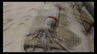 Cría de Calamar  - Praia de Bares - 11 de Abril 2024