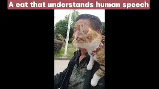 a dude in his fifties wound up with an unbreakable bond with a stray cat.