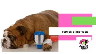 Perros con diabetes.