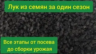 Лук из семян за один сезон/ посев лука на рассаду/как вырастить лук из семян/лук за сезон