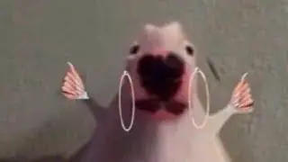 top five videos