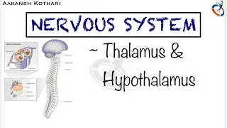 Thalamus and Hypothalamus Nuclei and Functions | Nervous System Anatomy and Physiology by Aakansh K