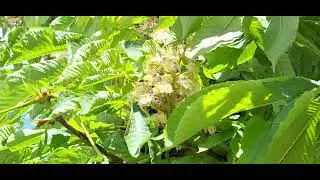 ‎@-earth.plants-animals  Aesculus hippocastanum,horse-chestnut tree,pema e gështenjës së egër(1)