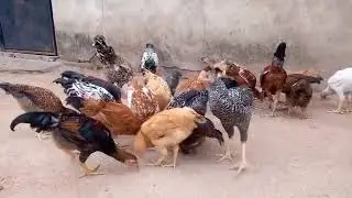 KUKU KIENYEJI MBEGU NDEFU YENYE UZITO MKUBWA - HAWA WANAUZWA (WANAWEZA KUTUMWA POPOTE)