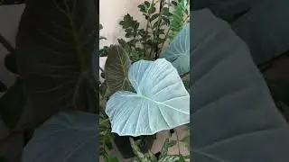Alocasia Regal Shield after 6 months, love it 🍃 