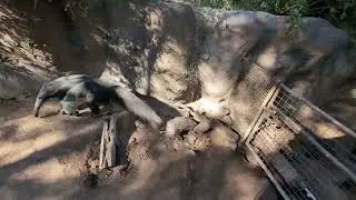 Anteaters at Reid Park Zoo
