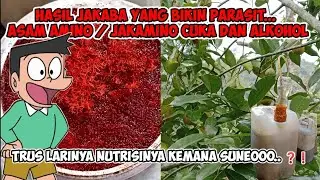 Jakaba Menimbulkan Parasit, Asam Amino menimbulkan masalah di lahan..Bagaimana Konsepnya SUNEEEOOO.❓