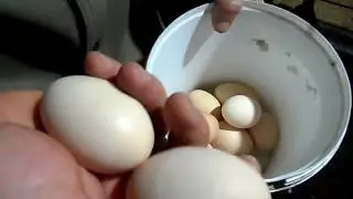 Что давать чтобы куры несли крепкие яйца.