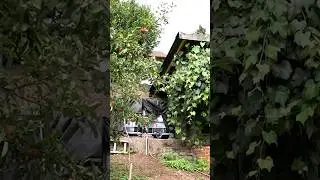 Automatische Gießanlage im Hightech Garten!