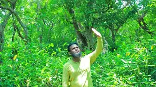 Sylhet, Ratargul Swamp Forest.