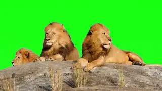 lion background video effects  green screen | lion green screen video |  lion green screen cartoon