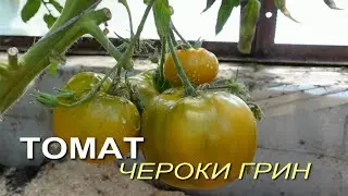 Томат ЧЕРОКИ ГРИН. Обзор сортов ТОМАТОВ!