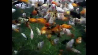 platy breeding