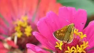 Macro fotografías de flores