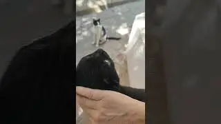 кошки просят еду. Сute cats 🐈 pets animals street