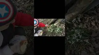 Первые подснежники к 8 Марта Shorts