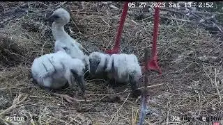Съел мышь прямо в упаковке. Что дальше будет🤥