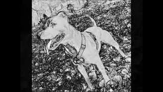 BALA PERDIDA (staffy)
