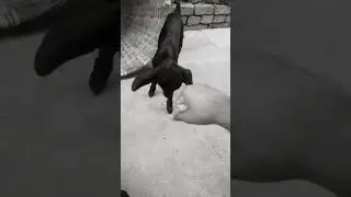 love and revenge of animal