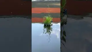 Плавающий островок для пруда
