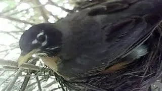 Ever Wonder How a Mother Robin Keeps Baby Robins Nest Clean? Literally takes out the trash...!
