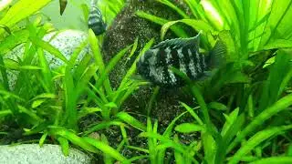Blue acara (Akara modrá) - přenášení mladých
