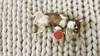 Merino wool blanket pros and cons. Dog reaction