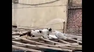 And now they are friends! 🦢😽😍 #shorts #wholesome #catmemes #cat #meme #trending