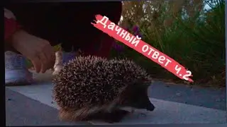 Дачный ответ ч.2 Строим Беседку