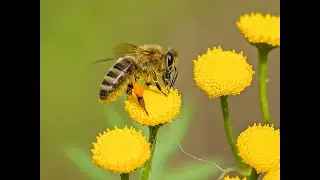 Життєвий цикл бджоли 🐝🐝🐝