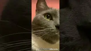 ВСТАВАЙ😺
