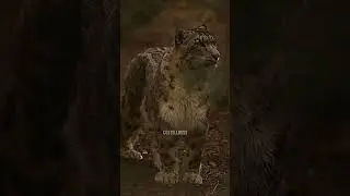 Барс