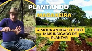 Plantando Macaxeira De Um Jeito Simples