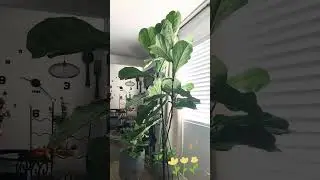 I have lost my green thumb.  #landscape #diy #home # plant life￼
