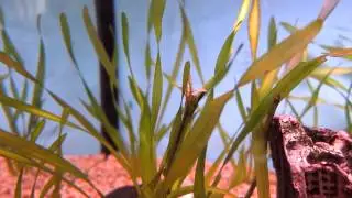 SEACHEM FLOURISH UPDATE. val growth.
