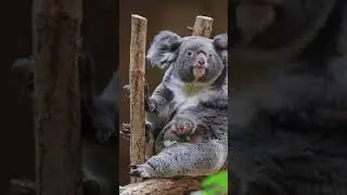 cute koala bear