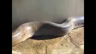 Ataque mortal da cobra de Rondonia