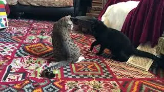 Lola Picks a fight with Beau