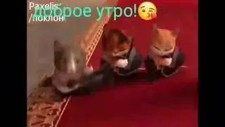 Доброе утро!