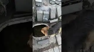 Лохматый друг экипажа танка😌 