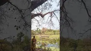 Soo much sukoon #naturelover_gr #shortvideo #woods #riverside