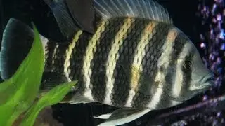 Beautiful 9 inch Tilapia Buttikoferi