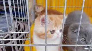 Птичий рынок Киев